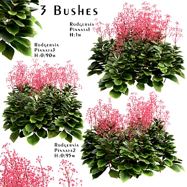 Featherleaf Rodgersia: Set of 3 Bushes 3D model image 1 