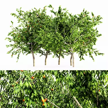 Peach Tree Bundle: Luscious Heights for Your Forest Garden 3D model image 1 