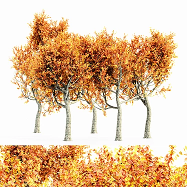 Autumn Oak Tree Collection 3D model image 1 