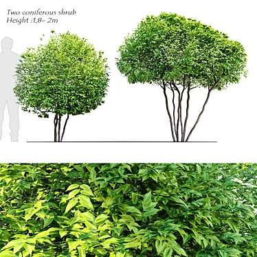 Round Coniferous Shrub Duo 3D model image 1 