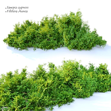 Sawara Cypress: Deluxe Filifera Aurea 3D model image 1 