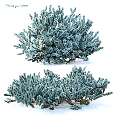 Picea pungens: Stunning Blue Spruce 3D model image 1 