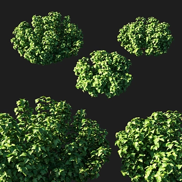 Vibrant Viburnum Opulus: Stunning 3D Model 3D model image 1 