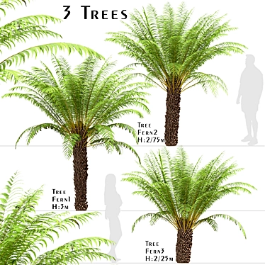 Tropical Tree Fern Trio (3 Trees) 3D model image 1 