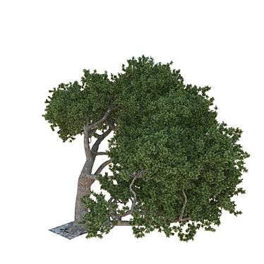 Cedar Tree: A Natural Beauty 3D model image 1 