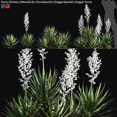 Yucca Gloriosa: Elegant Mound Lily 3D model image 1 