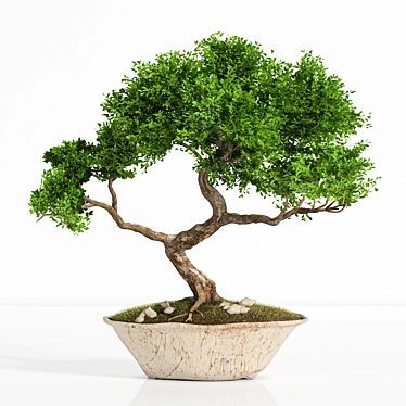 2015 Bonsai Plant - Premium Quality 3D model image 1 