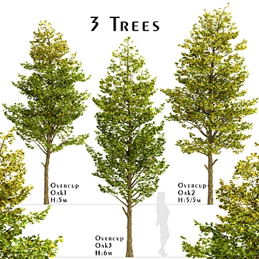 Set of Overcup Oak Trees (3 Trees) 3D model image 1 