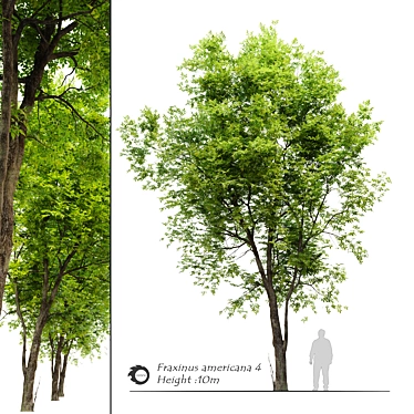  Fraxinus Americana White Ash 3D model image 1 