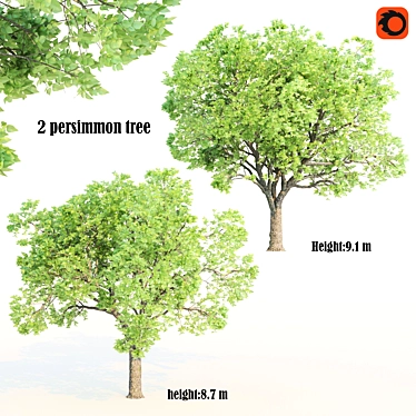 3dsmax2013 Corona Persimmon Trees 3D model image 1 