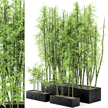  Rusty Concrete Pot Indoor Bamboo Plants Set 3D model image 1 