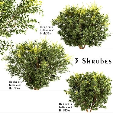 Wintergreen Barberry Trio: Beautiful Berberis julianae Shrubs 3D model image 1 