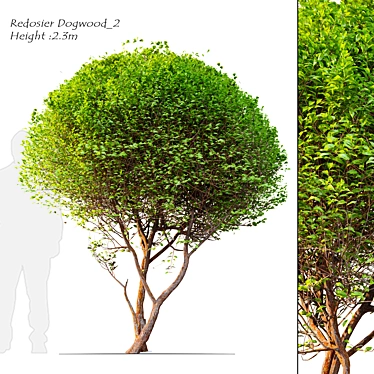 Vibrant Redosier Dogwood Tree 3D model image 1 