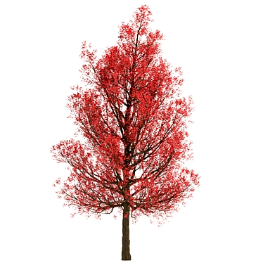 Premium Red Oak Tree Set (2 Trees) 3D model image 1 