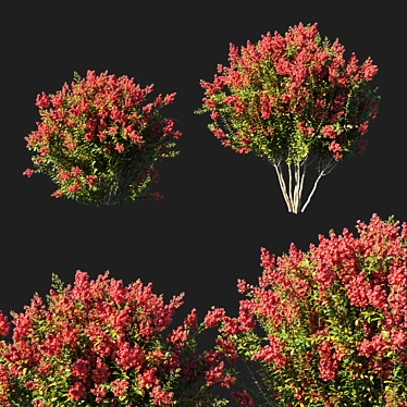 Crimson Myrtle Indica: Vibrant Red Flower 3D model image 1 