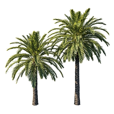 Elegant Phoenix Palm Tree 3D model image 1 