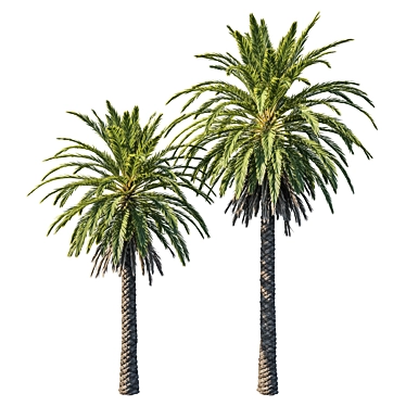 2013 Phoenix Palm Tree Model 3D model image 1 