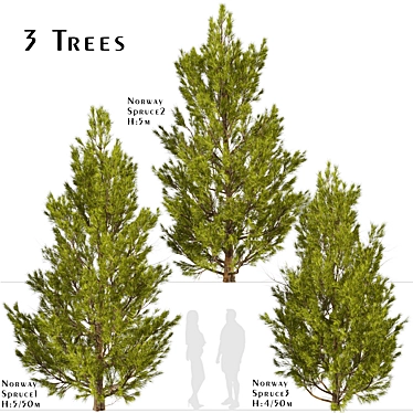 3-Piece Set of Picea Abies Trees 3D model image 1 