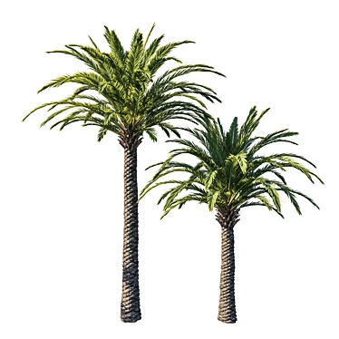 Elegant Phoenix Palm Tree 03 3D model image 1 