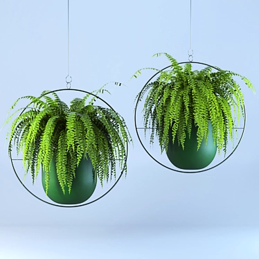 Lush Green Hanging Fern Duo 3D model image 1 