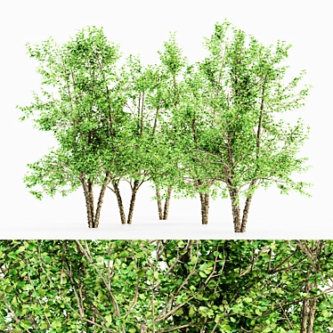 5 Tall River Birch Trees 3D model image 1 