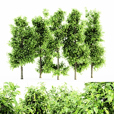 Sourwood 5-TREE Forest Jungle 3D model image 1 