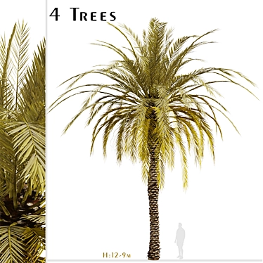 Exquisite Set of Date Palm Trees 3D model image 1 
