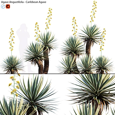 Caribbean Agave 3D Model Bundle 3D model image 1 