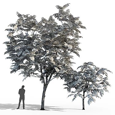 Manchurian Walnut Tree Bundle - 3 Varieties 3D model image 1 