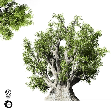Evergreen Olive Tree Sculpture 3D model image 1 