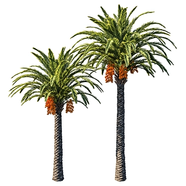 Phoenix Palm Tree 06: Detailed 3D Model 3D model image 1 
