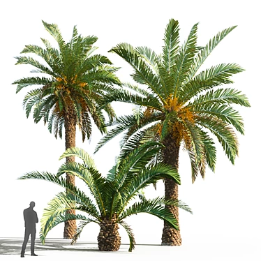 Title: Trio of Majestic Palm Trees 3D model image 1 