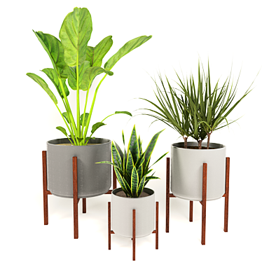 Green Oasis Trio: Snake Plant, Fiddle Fig & Dragon Plant 3D model image 1 