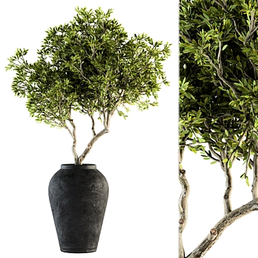 Nature's Oasis: Indoor Plant Set 3D model image 1 