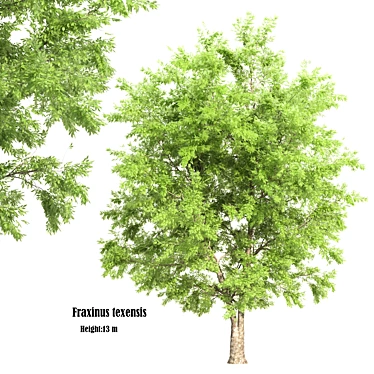 Texas Ash Tree: Tall and Detailed 3D model image 1 