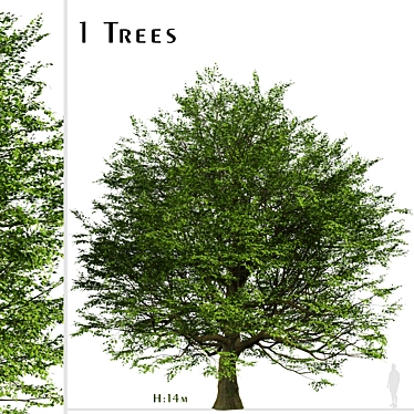Majestic Bur Oak Tree: Natural Beauty 3D model image 1 