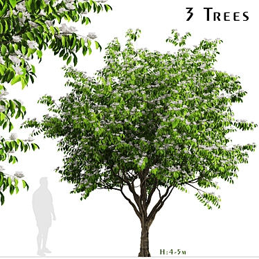 Blooming Kousa Dogwood Trio: Exquisite Set of 3 Trees 3D model image 1 