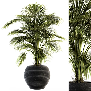 Tropical Oasis Indoor Plant Set 3D model image 1 