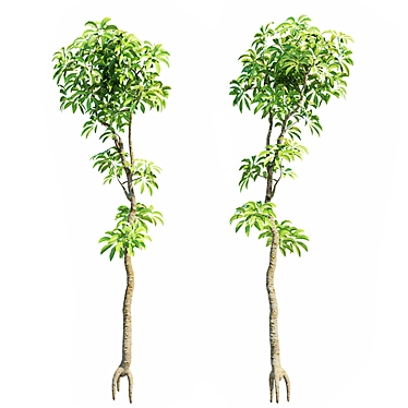  Stunning Plumeria Tree 3D Model 3D model image 1 