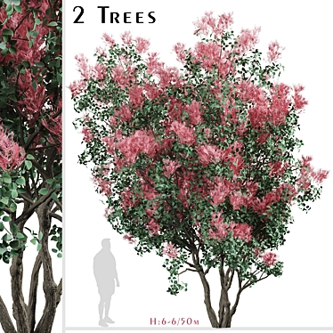 Pair of American Smoketree Trees 3D model image 1 