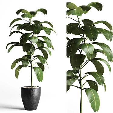 Elegant Indoor Plant Decoration 3D model image 1 