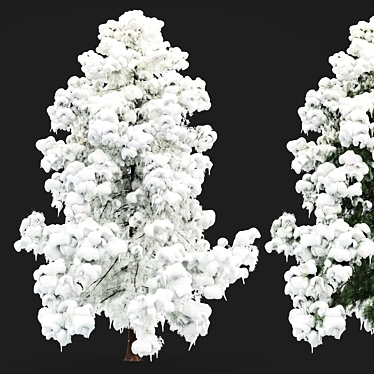 Alaska Cedar - Winter Wonderland 3D model image 1 