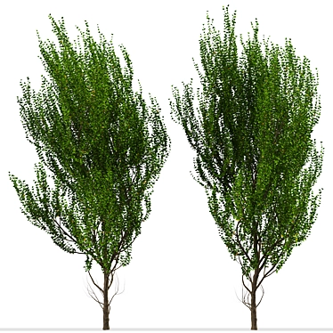 Evergreen Boxleaf Azara Trees - Set of 2 3D model image 1 
