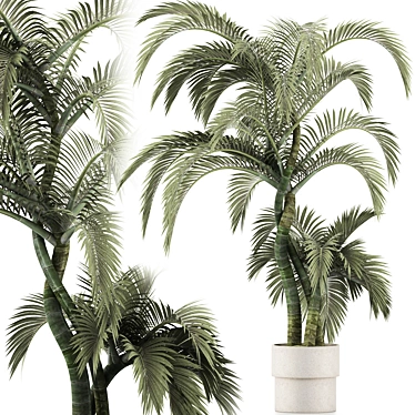 Exterior Plant Collection 137: Beach Palms 3D model image 1 