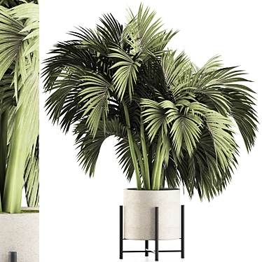 Tropical Palm Plant Collection 3D model image 1 