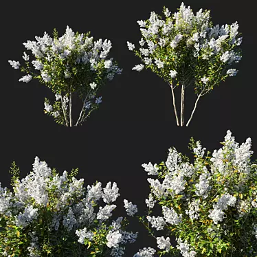 Elegant Myrtle White Flower 3D model image 1 