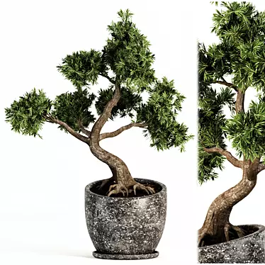 Zen Bonsai Tree Sculpture 3D model image 1 