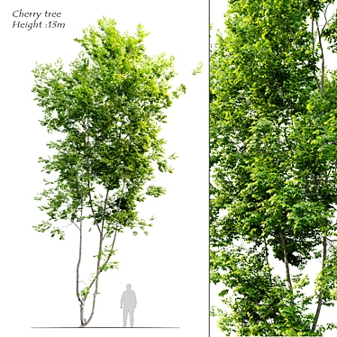 Prunus Avium Cherry Tree - 13m Height 3D model image 1 