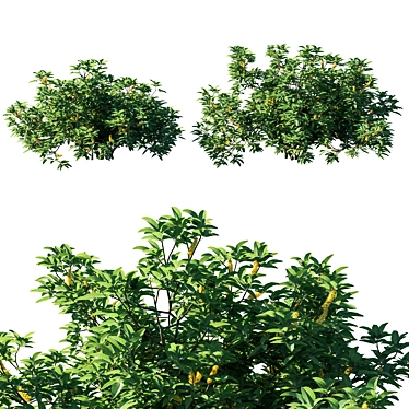 Exquisite Argyrocytisus Battandieri Bush 3D model image 1 