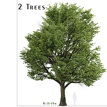 Silver Linden Tree Set (2 Trees) 3D model image 1 